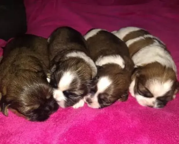 Doação de filhotes shih tzu.