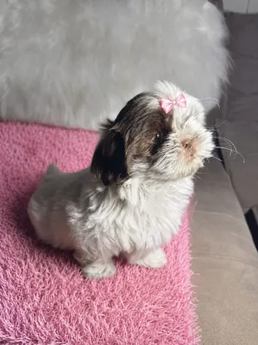 Shih Tzu muito bela perfeita pra você hoje 