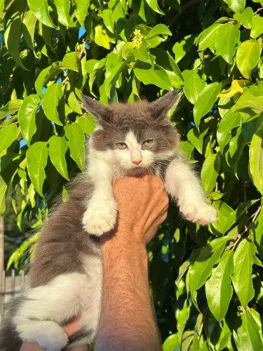 Maine coon MACHO