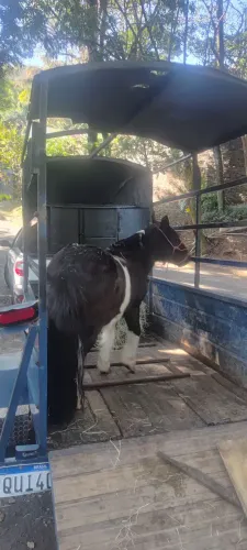 Transporte de Pônei/ Cavalo