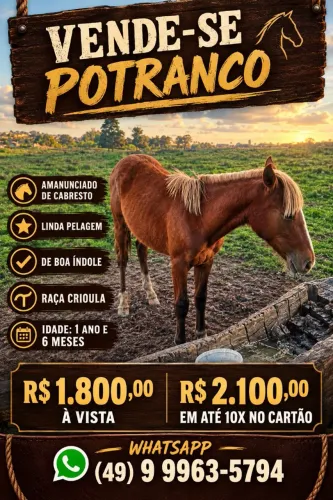 Vende-se potro