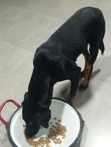 Doa-se cachorro grande porte 