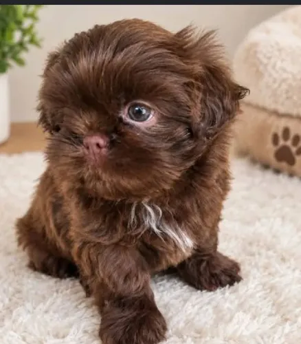 Chocolate Macho