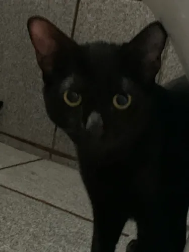Doação De Gato
