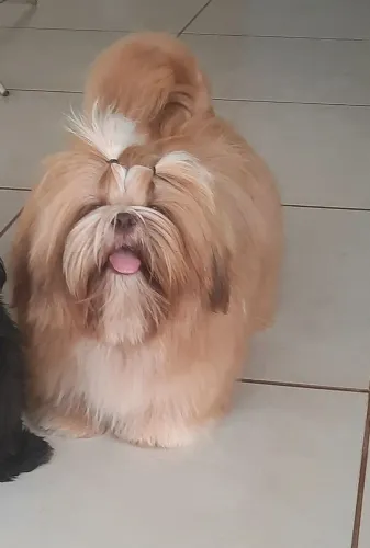 Shih Tzu