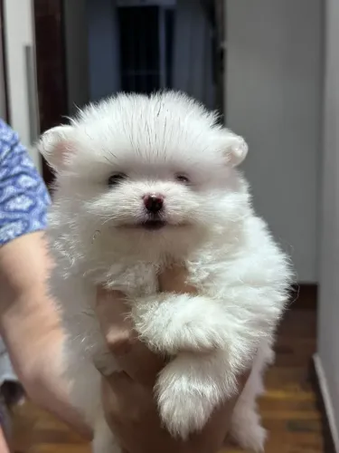 Lulu da Pomerânia Macho