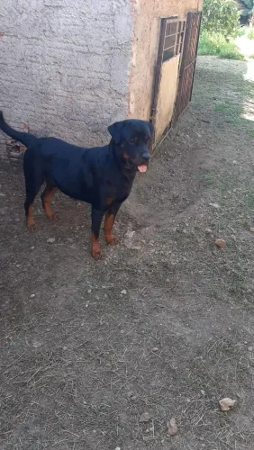 Cachorro rottweiler 600 reais