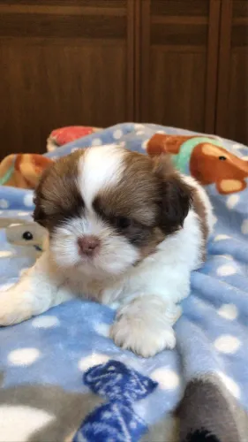 Shih tzu mini figo