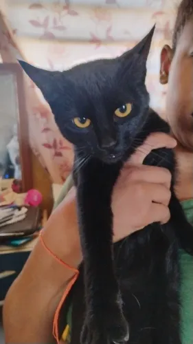 Doa-se linda gatinha fêmea