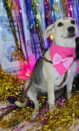 Adoção Responsável Pet