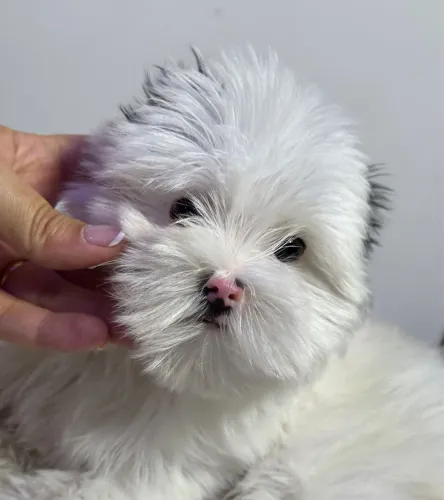 Yorkshire Biewer terrier macho miúdinho top