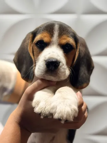 beagles são leopoldo