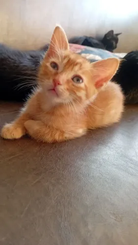 Lindos gatinhos para doação