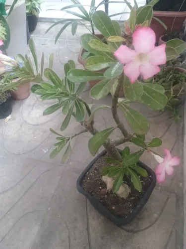 Vendo essa Rosa do deserto 