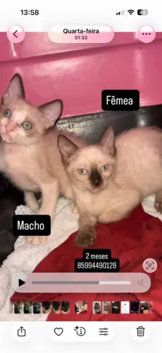 Gatinhos filhotes 