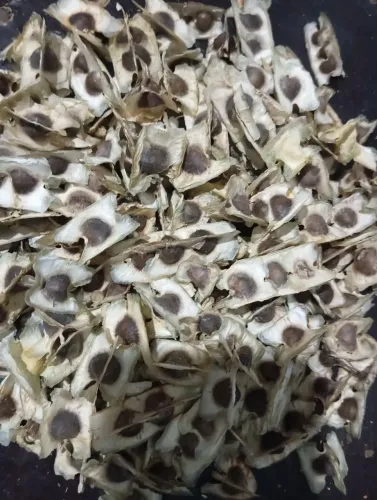 Sementes de moringa 