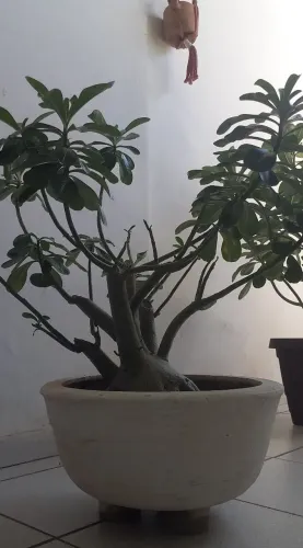 Rosa do deserto
