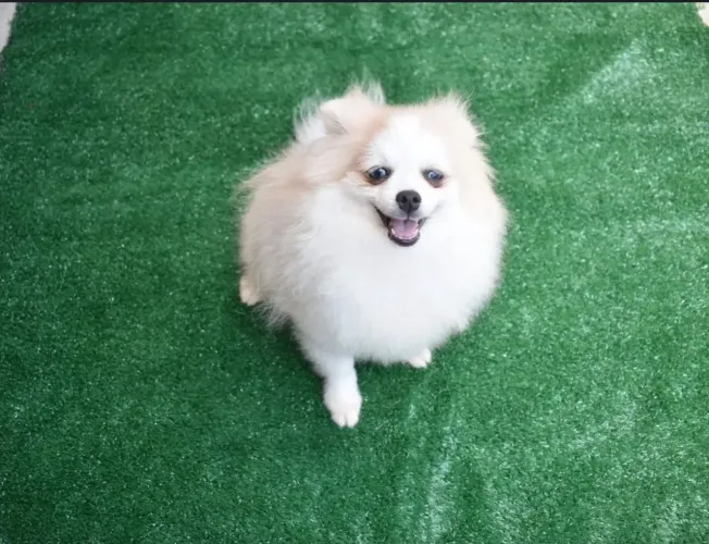 Cachorro para doação