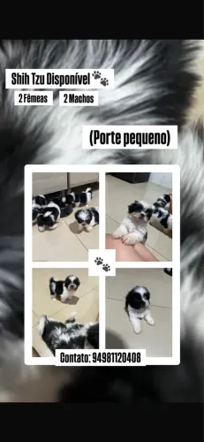 Filhotes de shihtzu vacinado e femifugado
