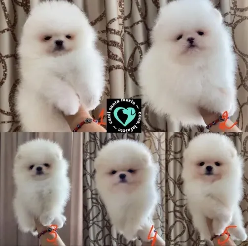 femea miniatura lulu da pomerania spitz alemao anao micro pedigree parcelamos