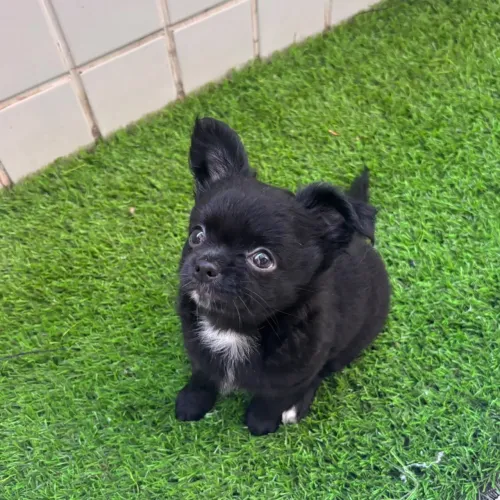 Chihuahua Fêmea Preta Pelo Longo