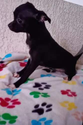 Chihuahua fêmea pelo curto Black.