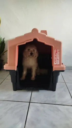 Casinha pra Cachorro , telefone, *744