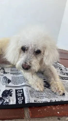 Doação poodle idoso