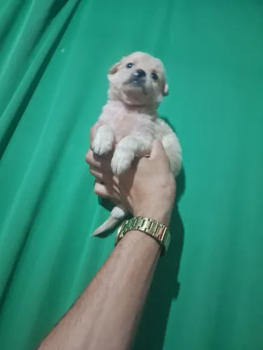 Micro anão femea