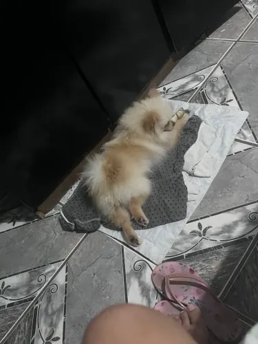 Lulu da pomerania spitz alemão anão macho 