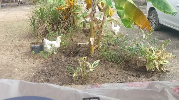 Vendo 3 galinhas e 04 patos. Uma das galinhas é da raça brahma.