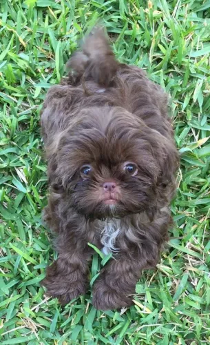 Shih tzu chocolate dos olhos verdes (RARO) já vacinado