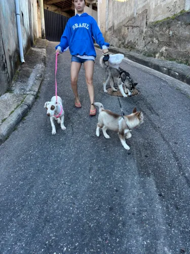 Husky siberiano puro
