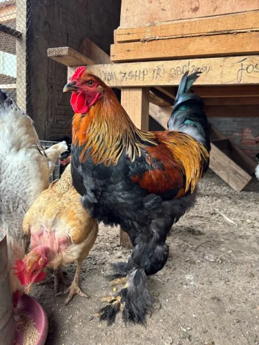 Galo Brahma perdiz