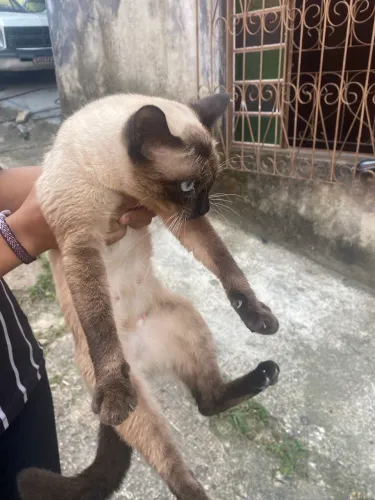 Doando gata adulta