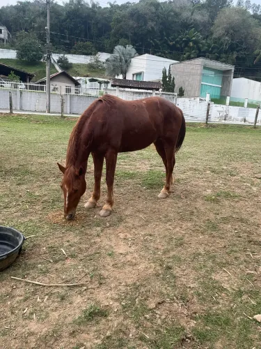 CAVALO QUARTO DE MILHA