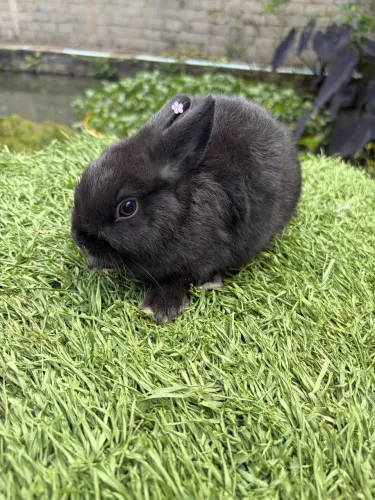 Coelha Netherland Dwarf filhote black total