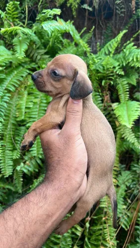 dachshund MACHO