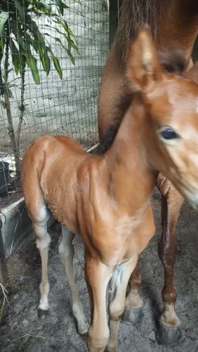Égua com potro