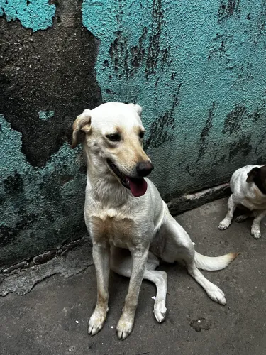 Labrador Doação
