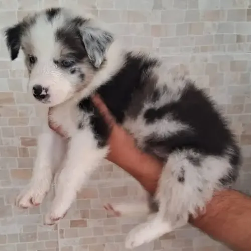 Border collie