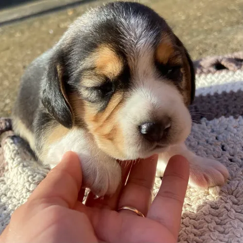 Filhote Beagle