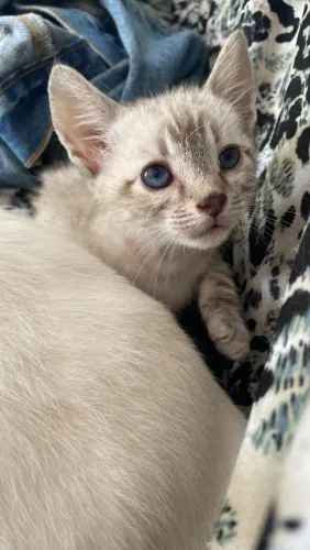 Gato para adoção
