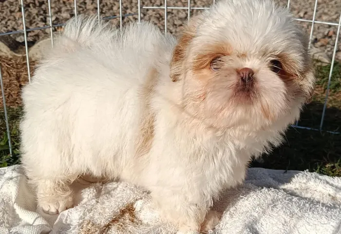Shih tzu macho alto padrao 