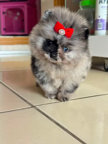 Lulu da pomerania merle pedigree