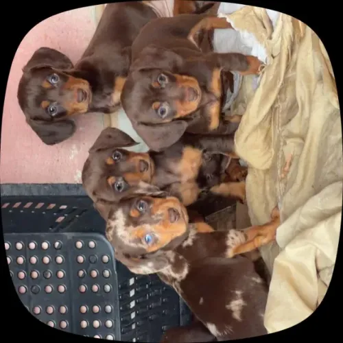 Basset Dachshund pronto para novos momentos felizes