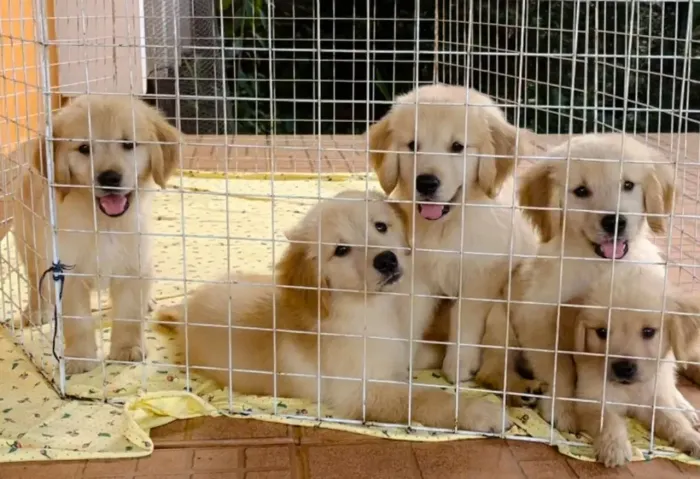 Golden Retriever Fofuras quase sem estoque