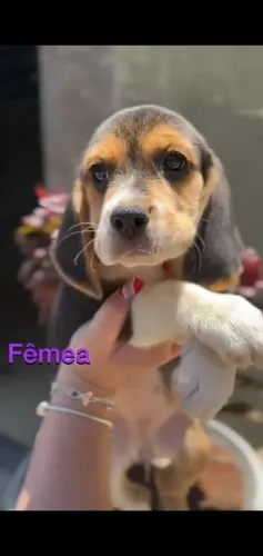 Beagle pronto para novo lar
