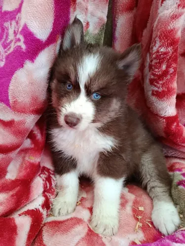 Lindos filhotes de husky wolly