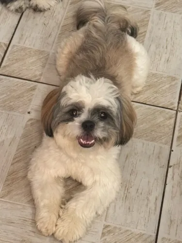 Shihtzu macho 